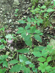 Thaspium trifoliatum