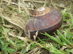 Aperostoma
