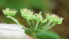 Thaspium trifoliatum