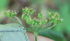 Thaspium trifoliatum