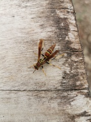 Polistes instabilis