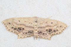 Scopula cacuminaria