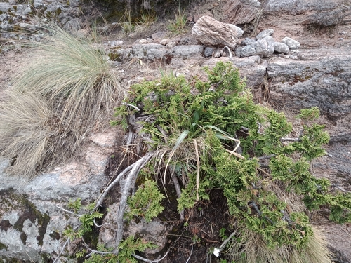 Image of Juniperus monticola by (c) Ulises Emmanuel Martínez Burgos, some rights reserved (CC BY)