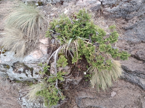 Image of Juniperus monticola by (c) Ulises Emmanuel Martínez Burgos, some rights reserved (CC BY)
