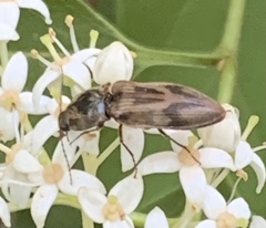 Stropenron hieroglyphica