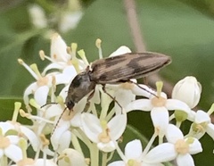 Stropenron hieroglyphica