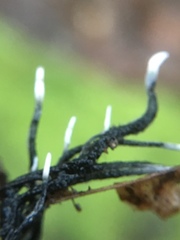 Xylaria carpophila