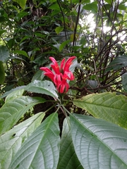 Pachystachys spicata