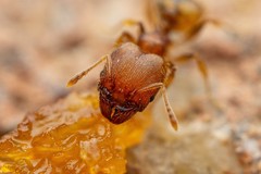 Pheidole bilimeki