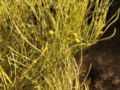 Choretrum glomeratum