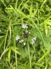Allium macrostemon