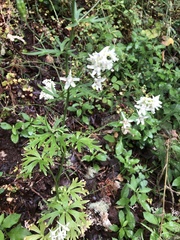 Delphinium leucophaeum