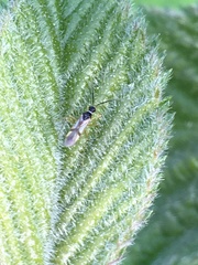 Tupiocoris