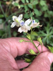 Delphinium leucophaeum