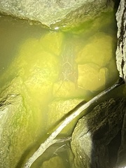 Faxonius punctimanus