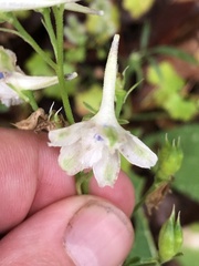 Delphinium leucophaeum