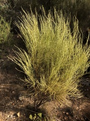 Choretrum glomeratum