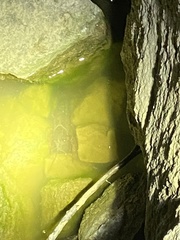 Faxonius punctimanus