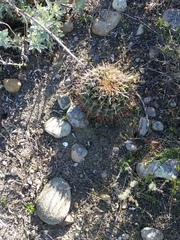 Ferocactus viridescens