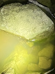 Faxonius punctimanus