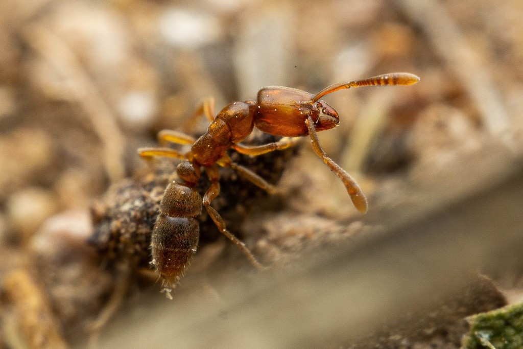 Roger's Crypt Ant from Pebblecreek, Goodyear, AZ 85395, USA on June 12 ...