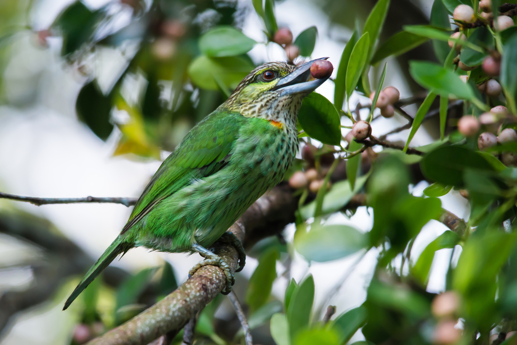 Green Barbet photo