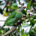 Barbichas-de-Orelha-Verde - Photo (c) Rushen, alguns direitos reservados (CC BY)