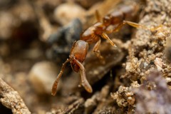 Hypoponera punctatissima