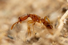 Hypoponera punctatissima