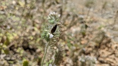 Acmaeodera prorsa