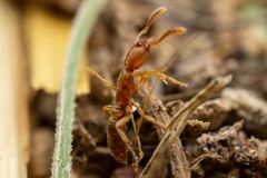 Hypoponera punctatissima