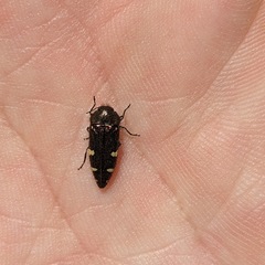 Acmaeodera prorsa