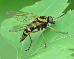 Chrysopilus ornatus