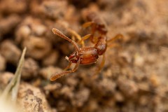 Hypoponera punctatissima