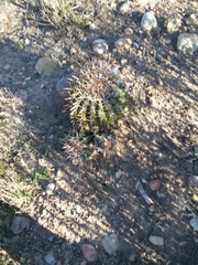 Ferocactus viridescens