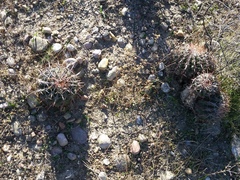 Ferocactus viridescens