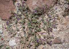 Phacelia gymnoclada