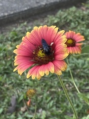 Melissodes bimaculatus