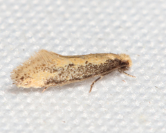 Tinea mandarinella