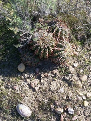 Ferocactus viridescens