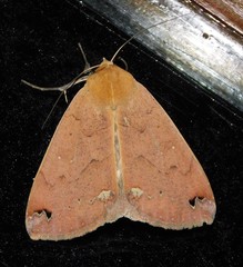 Stenopis maculata