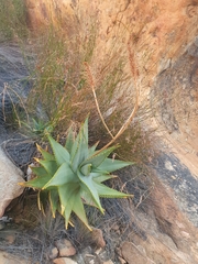 Aloe perfoliata
