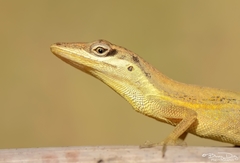 Anolis pulchellus