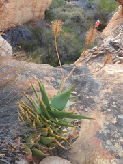 Aloe perfoliata