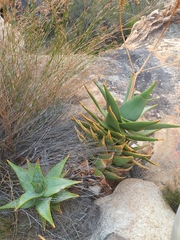 Aloe perfoliata