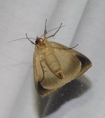 Stenopis maculata