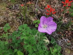 Geranium crenatifolium