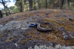 Plestiodon bilineatus