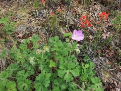 Geranium crenatifolium