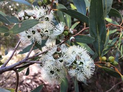 Eucalyptus diversifolia